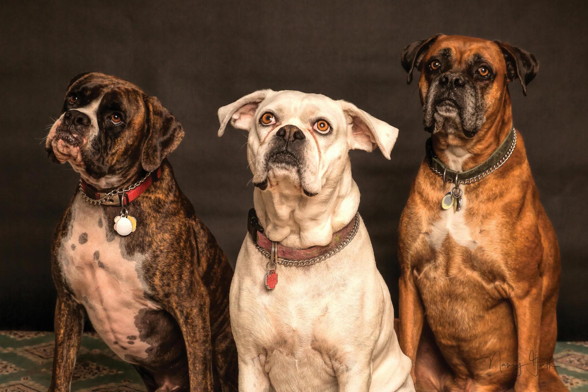 Best Vets in Bend